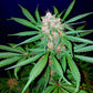 C4 Auto - Cannaseuse - Curated Genetics - 42 Fast Buds