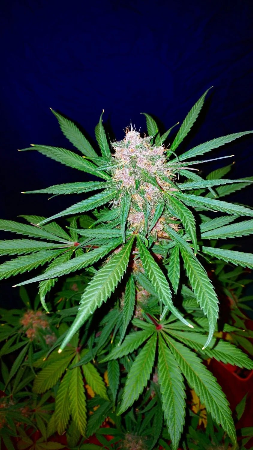 C4 Auto - Cannaseuse - Curated Genetics - 42 Fast Buds