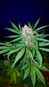 C4 Auto - Cannaseuse - Curated Genetics - 42 Fast Buds