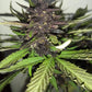 C4 Auto - Cannaseuse - Curated Genetics - 42 Fast Buds