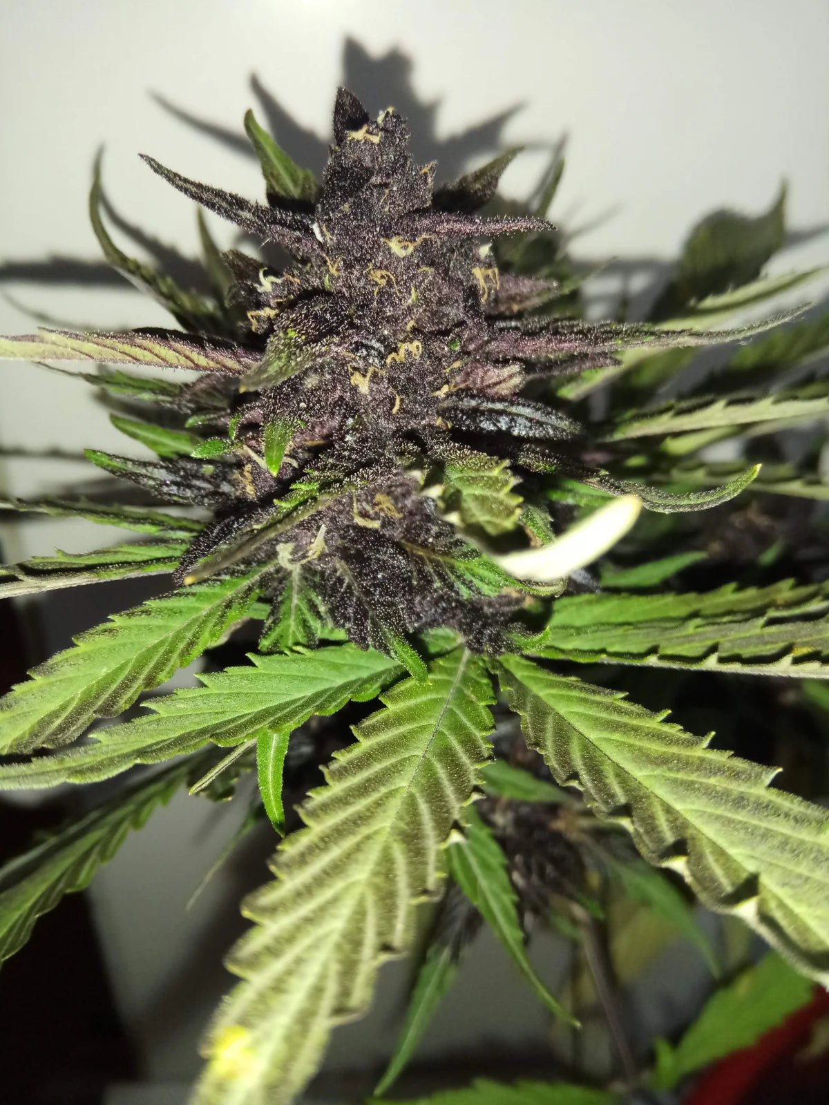 C4 Auto - Cannaseuse - Curated Genetics - 42 Fast Buds