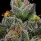 Humboldt Seed Company-California Cream