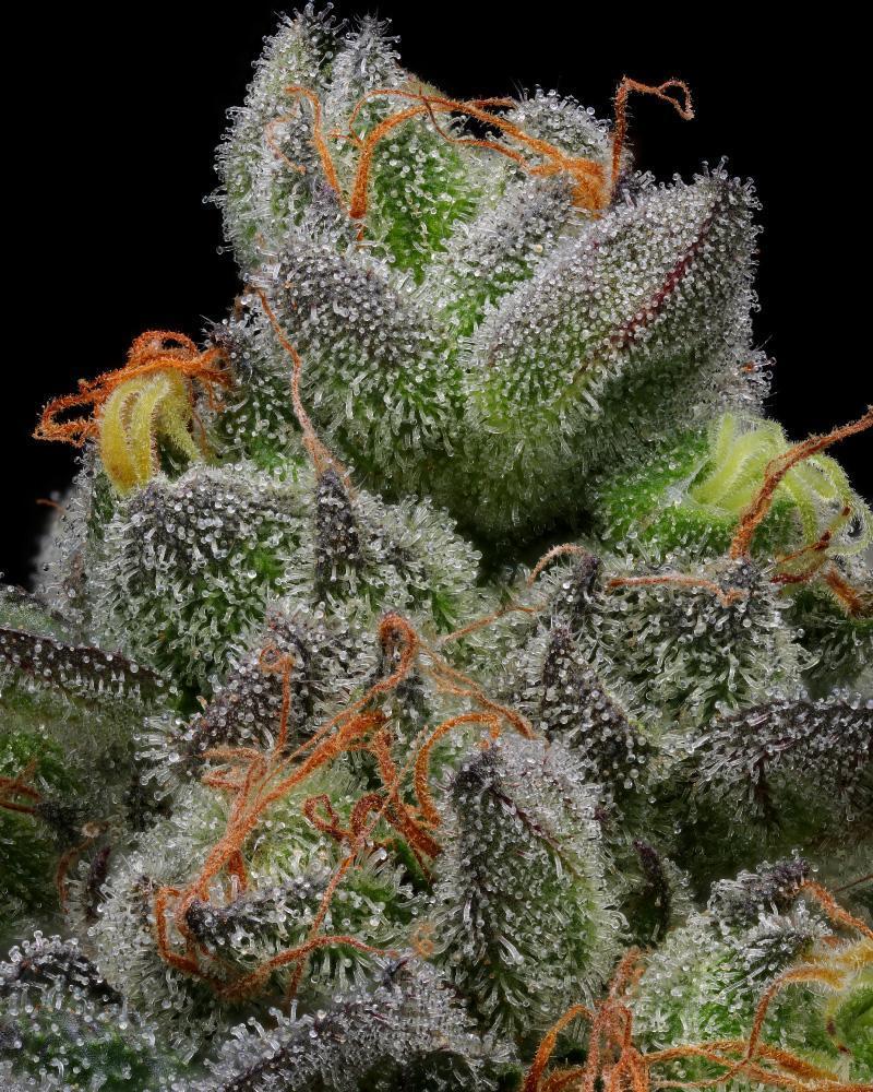 Humboldt Seed Company-California Cream