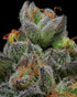 Humboldt Seed Company-California Cream