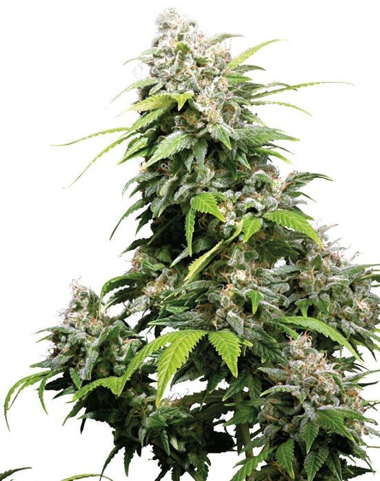 California Indica - Cannaseuse - Curated Genetics - Sensi Seeds
