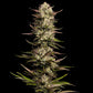 Humboldt Seed Company-California Octane