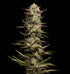 Humboldt Seed Company-California Octane