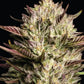 Humboldt Seed Company-California Octane Triploid