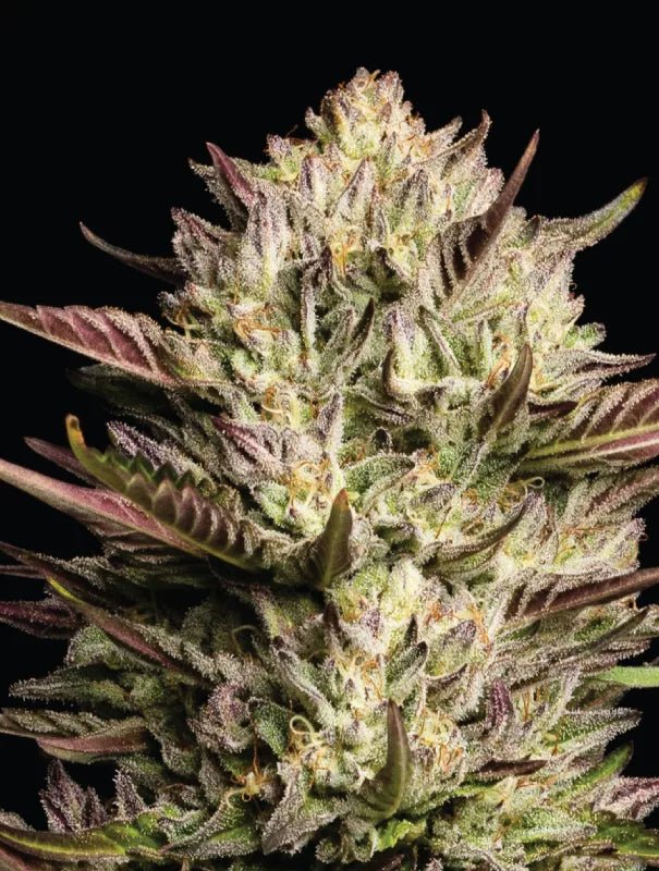 Humboldt Seed Company-California Octane Triploid