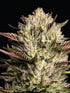 Humboldt Seed Company-California Octane Triploid