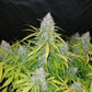 Californian Snow Auto - Cannaseuse - Curated Genetics - 42 Fast Buds