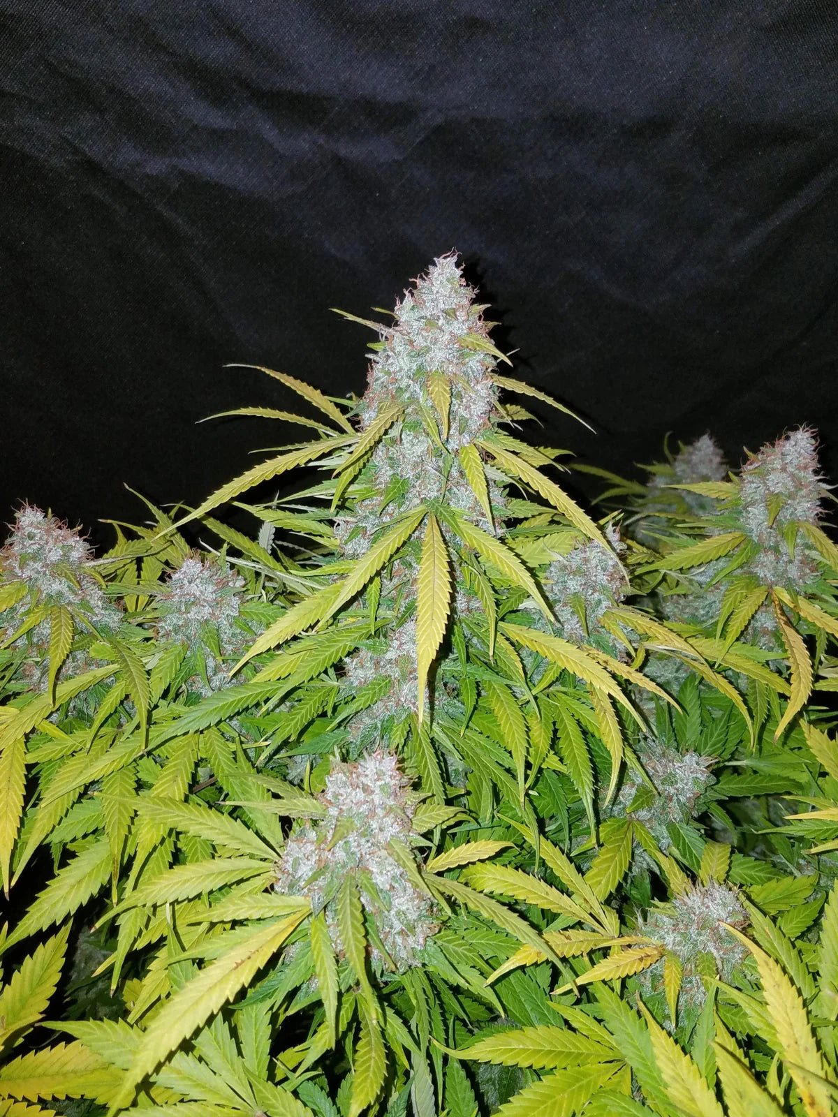 Californian Snow Auto - Cannaseuse - Curated Genetics - 42 Fast Buds