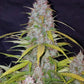 Californian Snow Auto - Cannaseuse - Curated Genetics - 42 Fast Buds