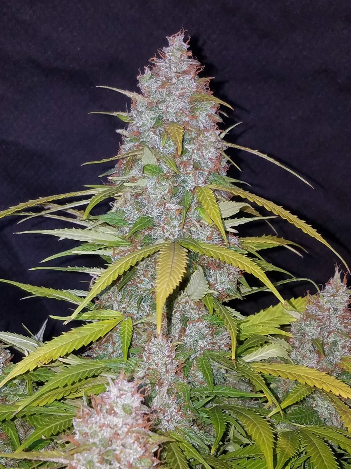 Californian Snow Auto - Cannaseuse - Curated Genetics - 42 Fast Buds