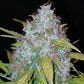 Californian Snow Auto - Cannaseuse - Curated Genetics - 42 Fast Buds