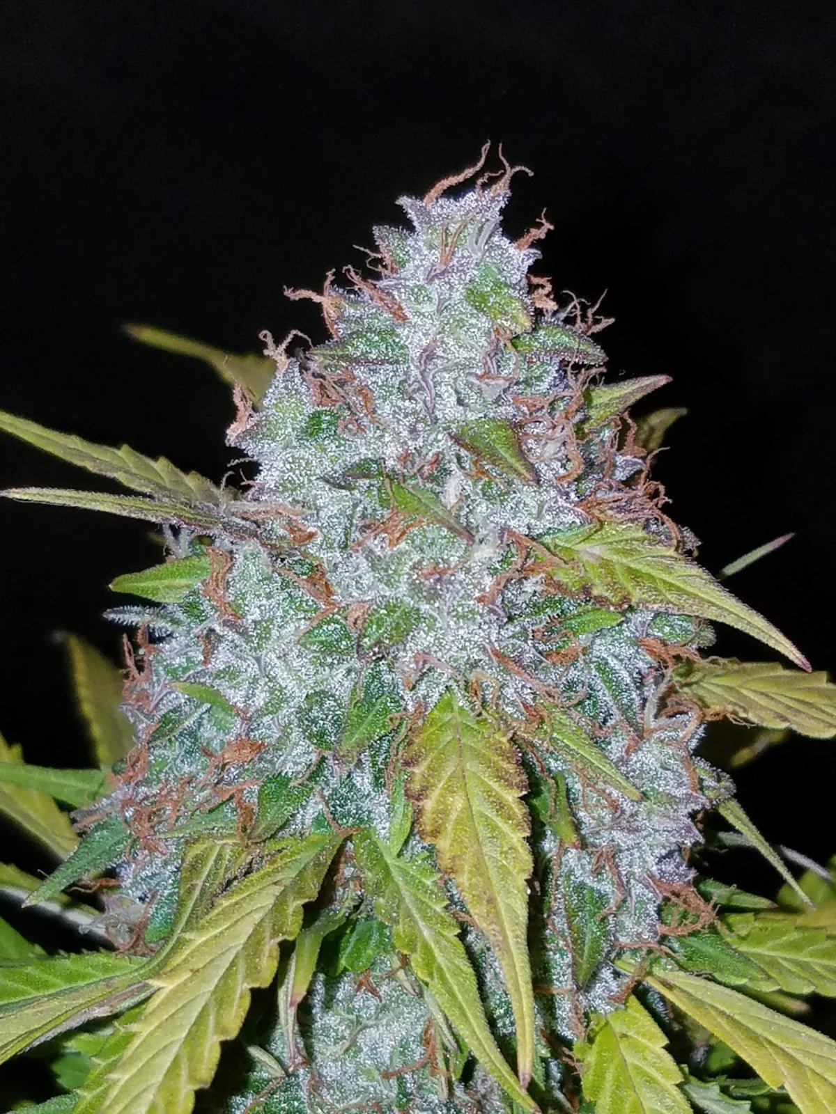 Californian Snow Auto - Cannaseuse - Curated Genetics - 42 Fast Buds