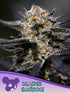 Anesia Seeds-Calypso Sunrocks