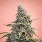 Canna-Cheese 1:1