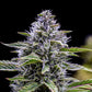 Canna-Cheese 1:1