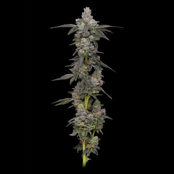 Apples & Bananas × Medellin - Cannaseuse - Curated Genetics - Compound Genetics