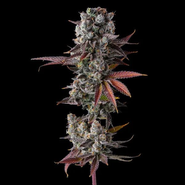 Hawaiian Sunkist - Cannaseuse - Curated Genetics - Compound Genetics