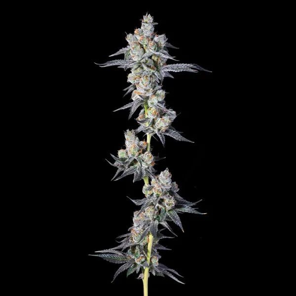 Hawaiian Sunkist - Cannaseuse - Curated Genetics - Compound Genetics