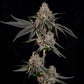 Wizard Trees-Grand Prixx