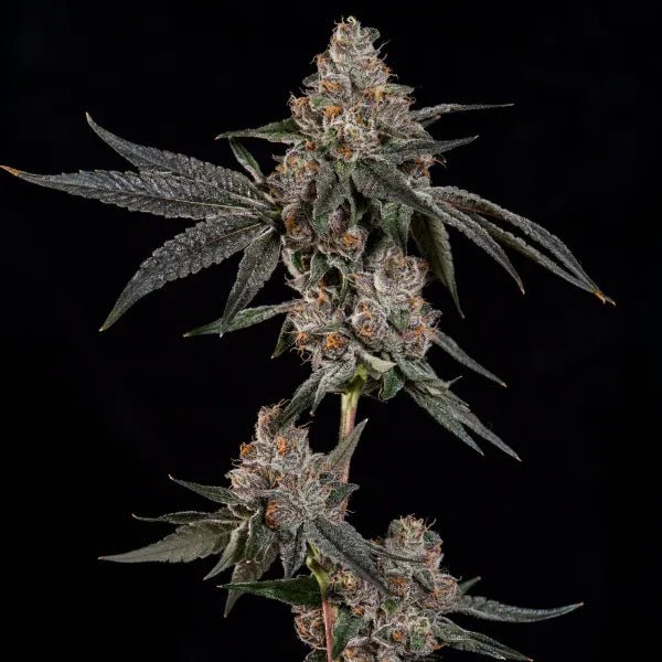 Wizard Trees-Grand Prixx