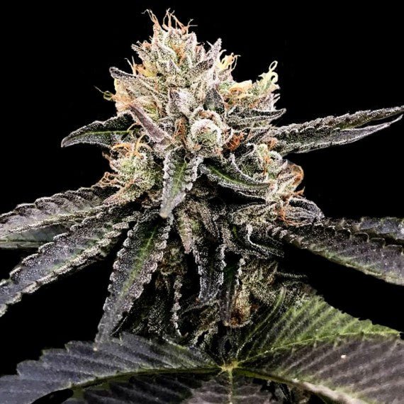 DNA Genetics-Cataract Cake