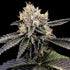DNA Genetics-Cataract Cake