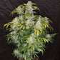 CBD Auto 1:1 (CBD Crack) - Cannaseuse - Curated Genetics - 42 Fast Buds