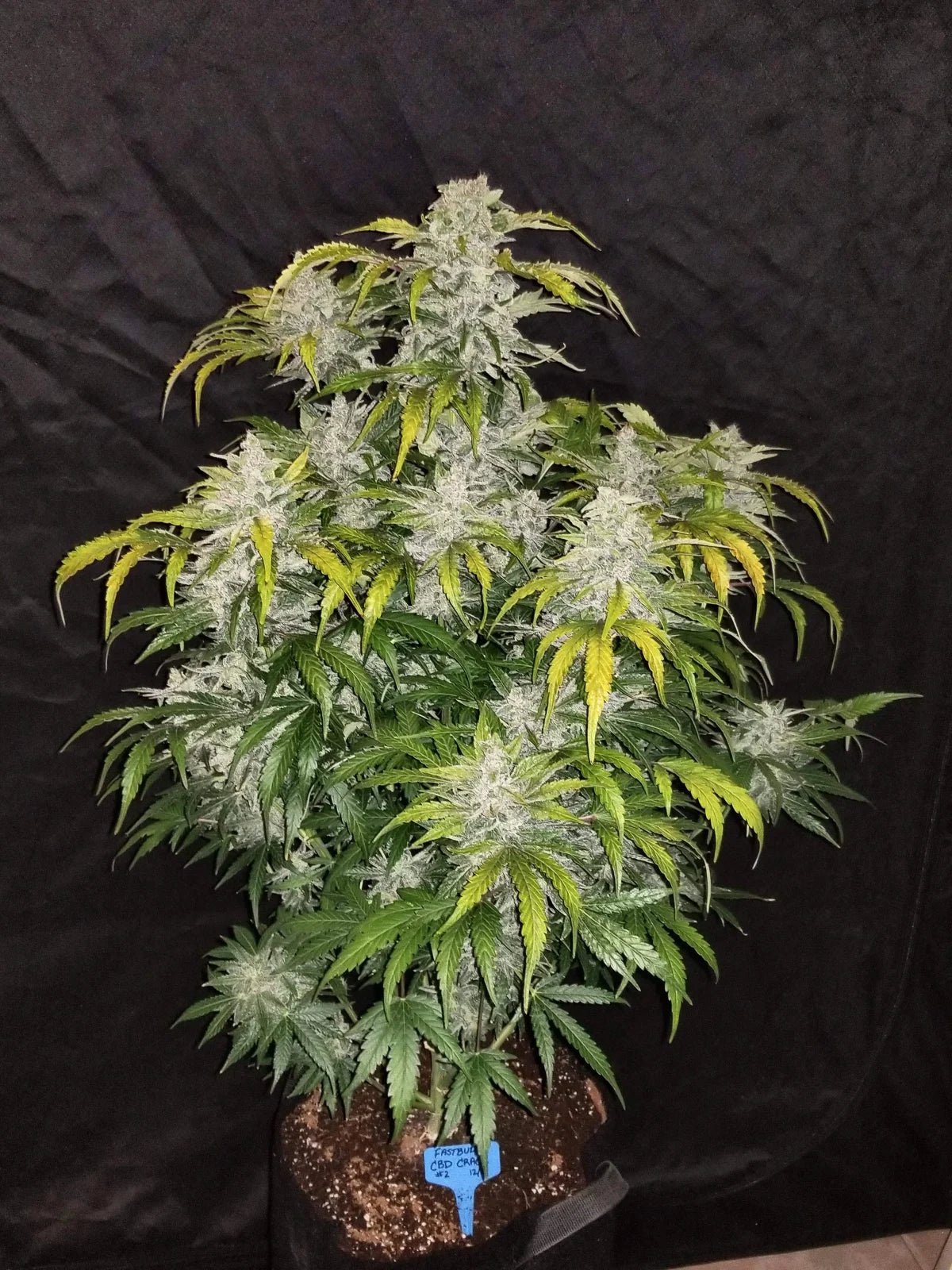 CBD Auto 1:1 (CBD Crack) - Cannaseuse - Curated Genetics - 42 Fast Buds