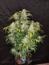 CBD Auto 1:1 (CBD Crack) - Cannaseuse - Curated Genetics - 42 Fast Buds