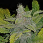 CBD Auto 1:1 (CBD Crack) - Cannaseuse - Curated Genetics - 42 Fast Buds