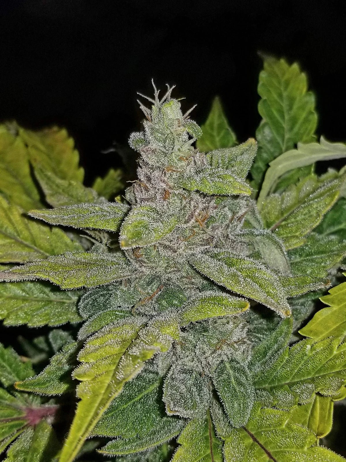 CBD Auto 1:1 (CBD Crack) - Cannaseuse - Curated Genetics - 42 Fast Buds