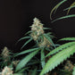 Cheese Auto - Cannaseuse - Curated Genetics - 42 Fast Buds