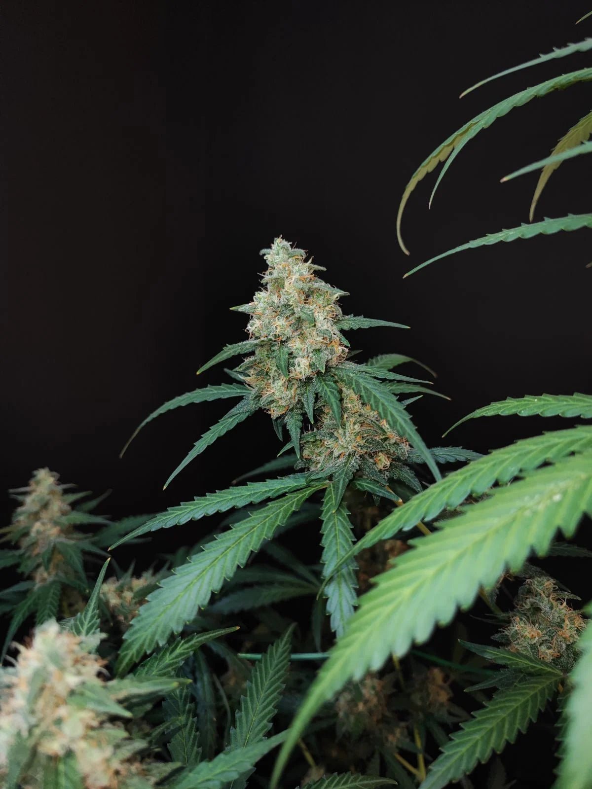 Cheese Auto - Cannaseuse - Curated Genetics - 42 Fast Buds