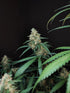 Cheese Auto - Cannaseuse - Curated Genetics - 42 Fast Buds
