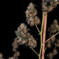 Cheese Auto - Cannaseuse - Curated Genetics - 42 Fast Buds