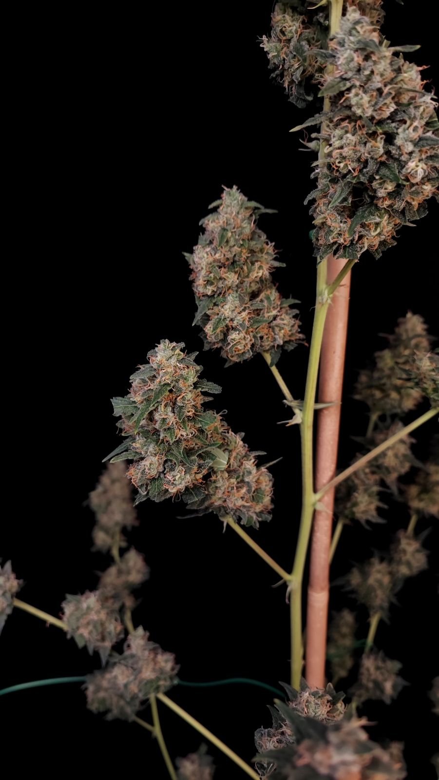 Cheese Auto - Cannaseuse - Curated Genetics - 42 Fast Buds