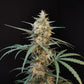 Chemdawg Auto - Cannaseuse - Curated Genetics - 42 Fast Buds