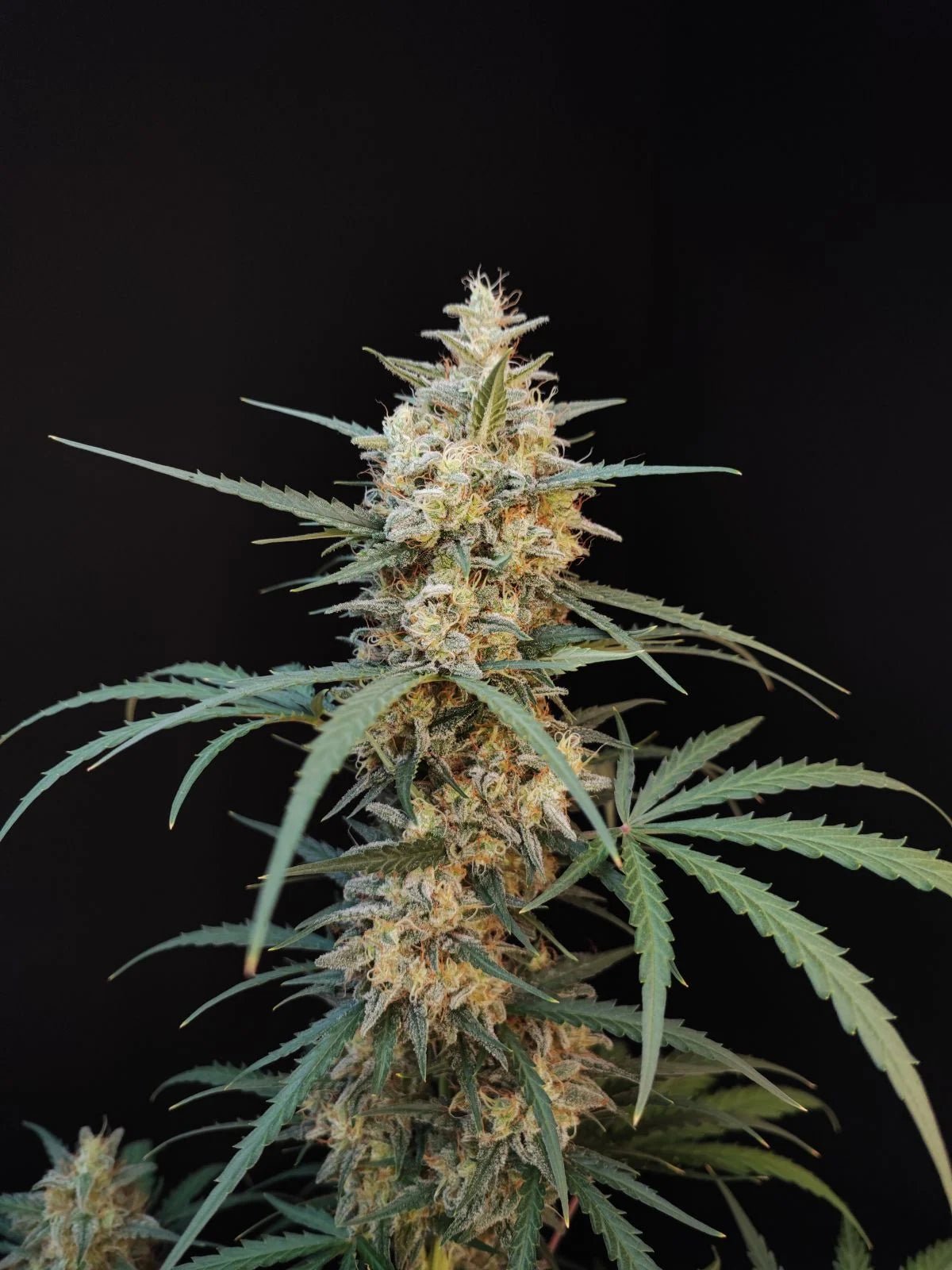 Chemdawg Auto - Cannaseuse - Curated Genetics - 42 Fast Buds