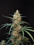 Chemdawg Auto - Cannaseuse - Curated Genetics - 42 Fast Buds