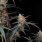 Chemdawg Auto - Cannaseuse - Curated Genetics - 42 Fast Buds