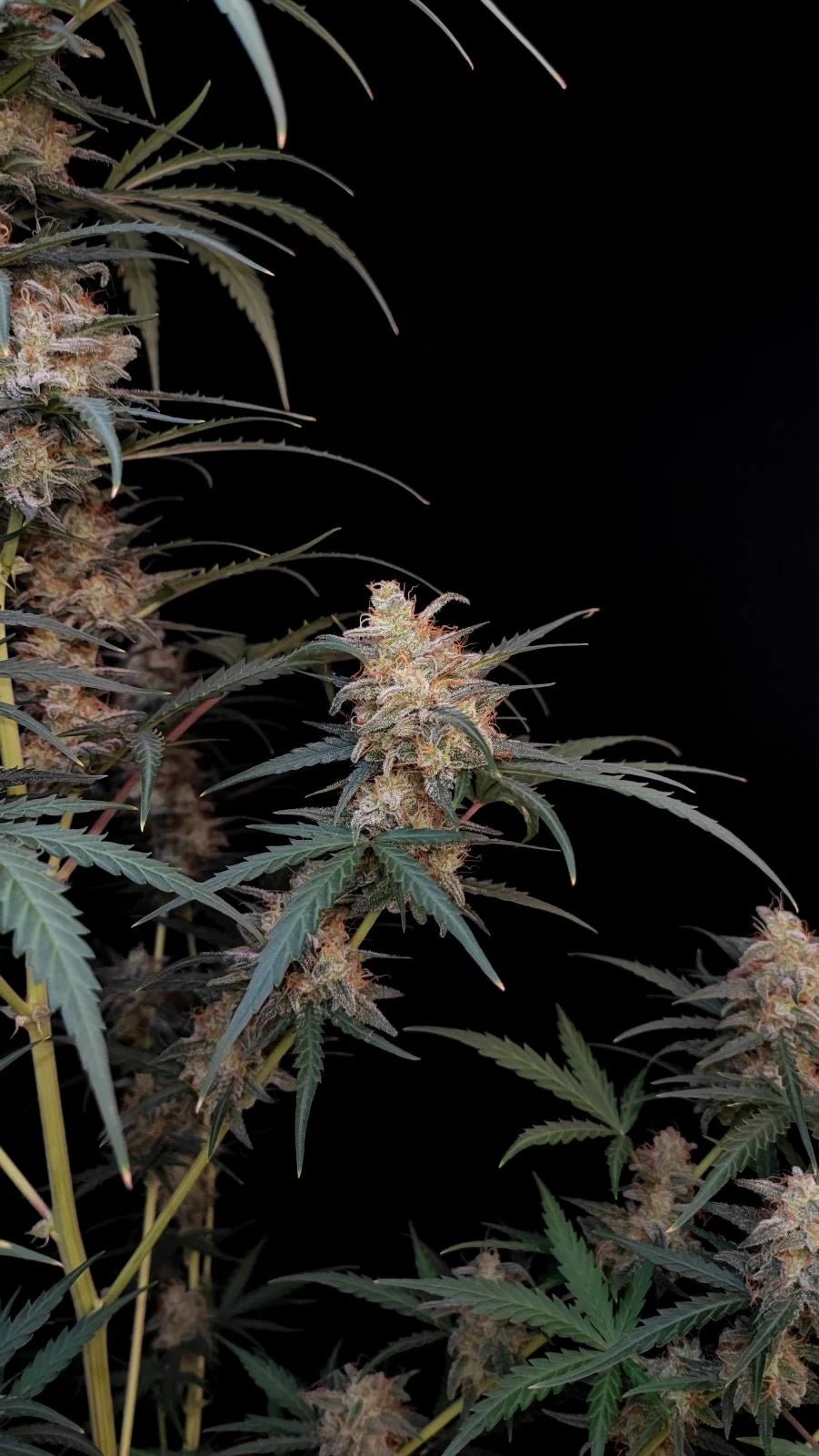 Chemdawg Auto - Cannaseuse - Curated Genetics - 42 Fast Buds