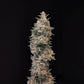 Chemdawg Auto - Cannaseuse - Curated Genetics - 42 Fast Buds