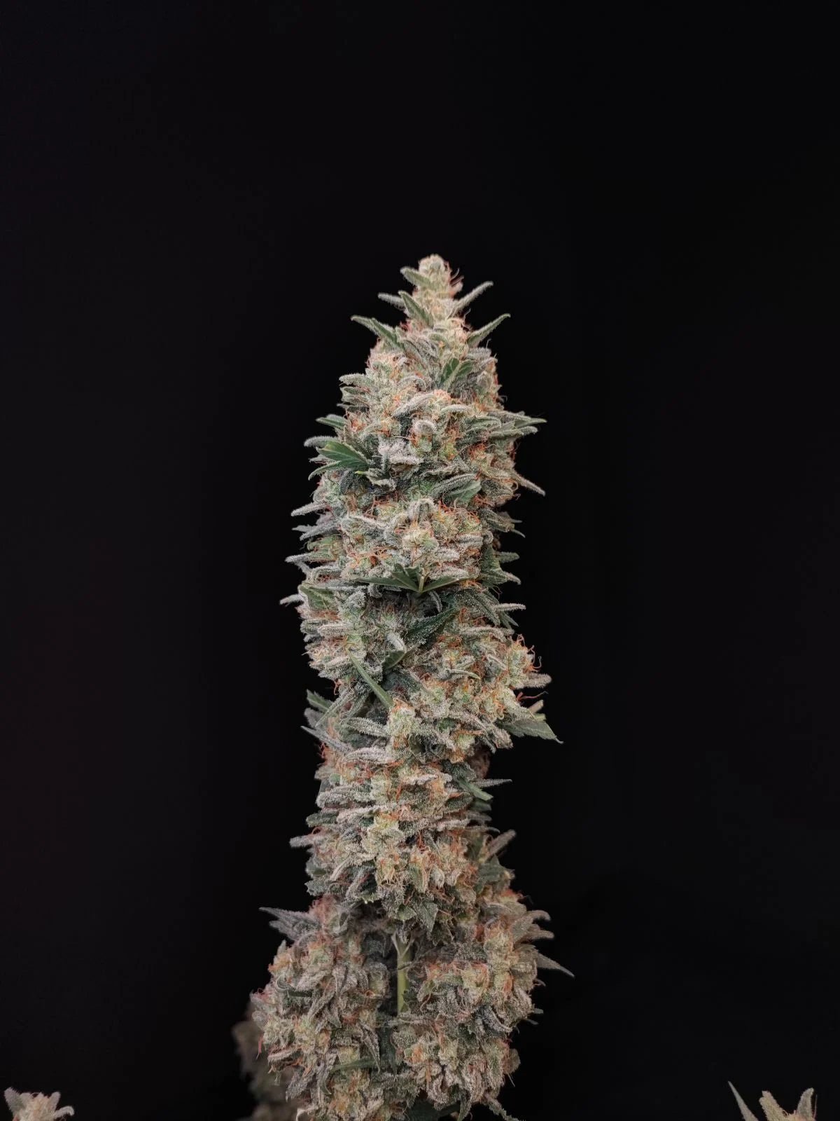Chemdawg Auto - Cannaseuse - Curated Genetics - 42 Fast Buds