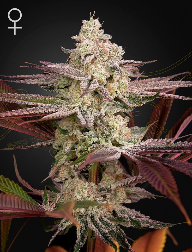 Green House Seeds-Chemical Bride