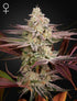 Green House Seeds-Chemical Bride