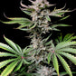 Cherry Cola Auto - Cannaseuse - Curated Genetics - 42 Fast Buds